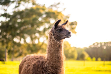 lama in the meadow in the pasture at sunset, fluffy llama before summer shave.  © Tanya