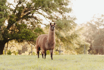 lama in the meadow in the pasture at sunset, fluffy llama before summer shave.  © Tanya