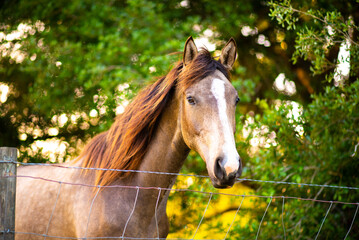 Obraz premium Horse looking over fence in a paddock, horse at a farm. Old retired horse. 