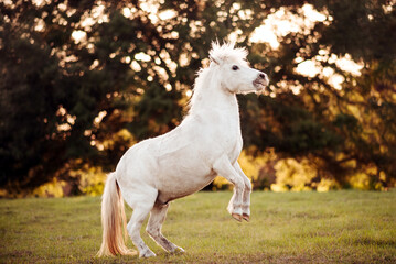 Obraz na płótnie Canvas White pony in a pasture at sunset. Pony on the farm. 