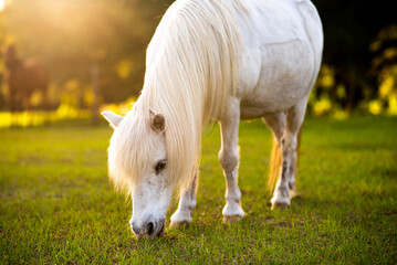 Naklejka na ściany i meble White pony in a pasture at sunset. Pony on the farm. 