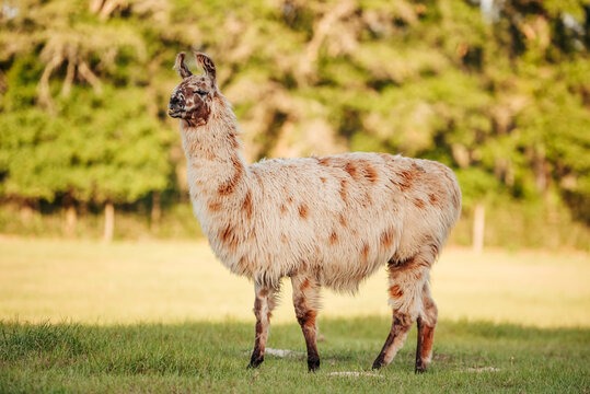 lama in the meadow in the pasture at sunset, fluffy llama before summer shave. 