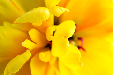 Obraz na płótnie Canvas yellow tulip petals close up