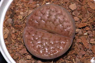 stone cactus lithops macro photo