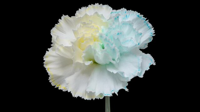 4K Time Lapse of white carnation flower changing into colors of Ukrainian flag - blue and yellow. Glory to Ukraine. Timelapse color Carnation flower with food coloring, isolated on black background.