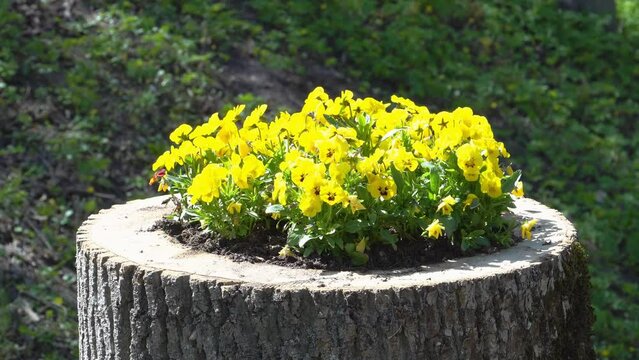 Landscape design sample how to grow flowers on tree stumps. Yellow pansy blossoms are also known as the California golden violet (Viola pedunculata) in a landscaped environment.