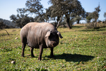 Cerdo iberico