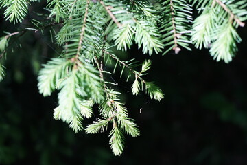 Waldrand oder Waldsaum aus Fichten, Pica abies während des Wachstums im Detail