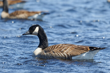 Canada goose on a lake