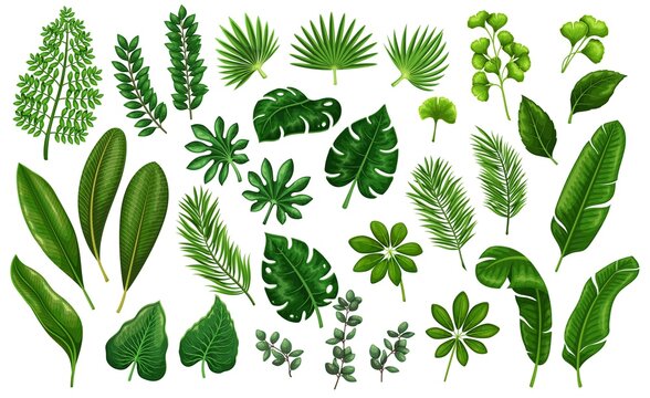 Tropical leaves. Jungle exotic leaf philodendron, areca palm, royal fern, plumeria and etc. Vector illustration for summer tropical paradise advertising design vacation.