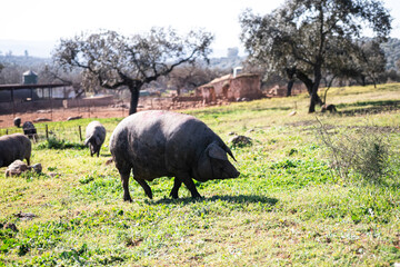 Cerdo iberico