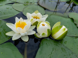 white color water lilies creative concept and living areas in the lake