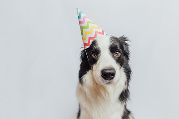 Happy Birthday party concept. Funny cute puppy dog border collie wearing birthday silly hat isolated on white background. Pet dog on Birthday day