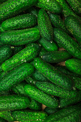 Cucumis