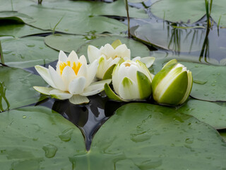 white color water lilies creative concept and living areas in the lake