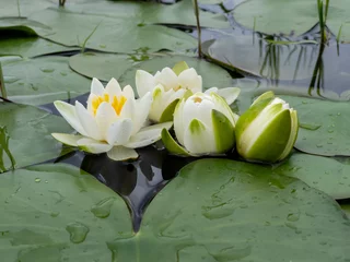 Foto op Canvas white color water lilies creative concept and living areas in the lake © emerald_media