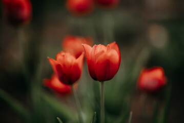 Beautiful red tulips in garden. Springtime, blossom flowers. 
