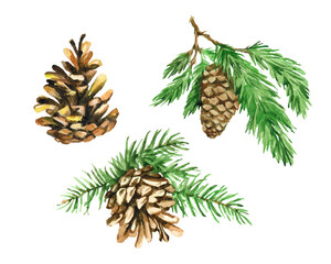 Vector set of pine and spruce needles and cones, branch with greens. Watercolor hand drawn illustration