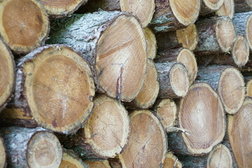 Runde Stämme aus dem Holz der Lärche auf einem Stapel 