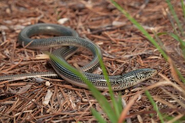 Eastern Glass lizard macro portrait on pine needles 