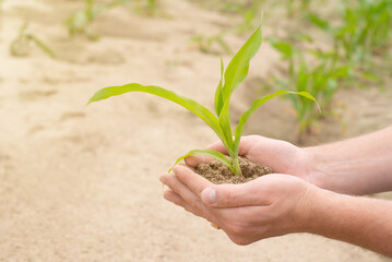 A young plant in the hands against the background of an agricultural field. In the hands of a green sprout of a corn seedling. Earth Day concept, organic gardening, ecology, a place to copy