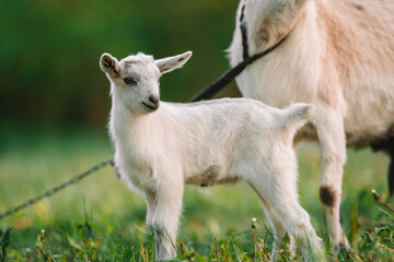 Obraz premium Cute goatling with goat feeding with grass, grazing on nature countryside. Domestic, eco farm animals