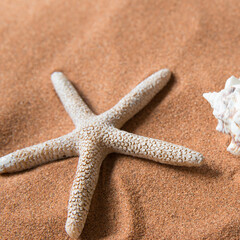 Close up of a starfish on the beach sand.