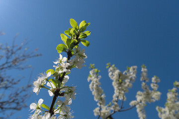 Plum flowers on a branch in an orchard, opposite the blue sky. Shallow depth of field, close up	