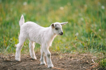 Naklejka na ściany i meble Cute goatling feeding with grass, grazing on nature countryside. Domestic, eco farm animals