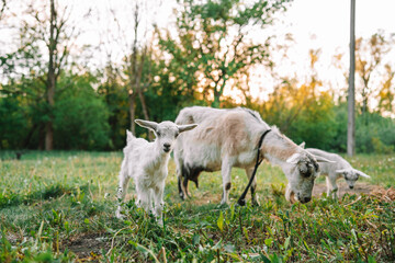 Naklejka na ściany i meble Cute goatling with goat feeding with grass, grazing on nature countryside. Domestic, eco farm animals