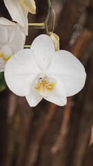 White orchid space for text at the bottom of the photo