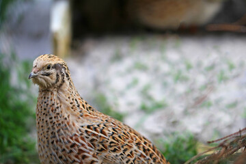 Portrait of laying quail in appropriate habitat