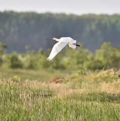 Platalea minor in flight.