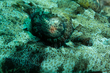 Particolare dell'occhio di pesce coccodrillo Papilloculiceps longiceps