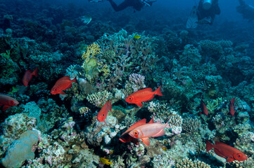 Naklejka na ściany i meble Gruppo di Priacanthus hamrur. o pesce mascherato con la coda a falce sulla barriera corallina