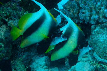 Coppia di pesci bandiera del Mar Rosso, Heniochus intermedius, tra la barriera corallina
