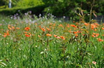 ポピーの花畑
