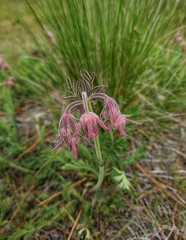 Old man whiskers wild flower