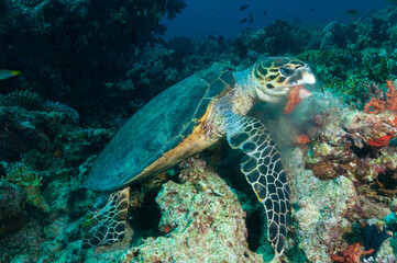 Tartaruga embricata, Eretmochelys imbricata, mentre sta mangiando un alcionaceo