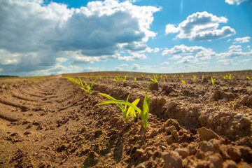 Fresh green sprouts of maize in spring on the field, soft focus.