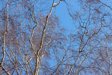 Birch tree branches.