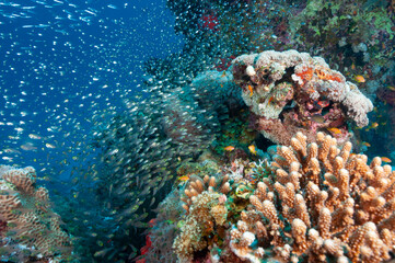 Nuvole di glassfish o pesci vetro nella barriera corallina