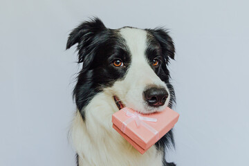 Puppy dog border collie holding pink gift box in mouth isolated on white background. Christmas New Year Birthday Valentine celebration present concept. Pet dog on holiday day gives gift. I'm sorry