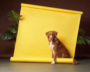 toller dog in the studio on a paper yellow background. Art with a pet. Nova Scotia duck tolling retriever
