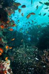 Fototapeta na wymiar Pesci colorati e glassfish nella barriera corallina
