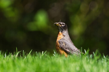 American Robin in the grass with its beak filled with insects. Captured in Richmond Hill, Ontario, Canada.