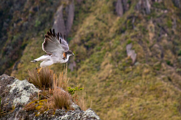Variable hawk in the andes of Ecuador