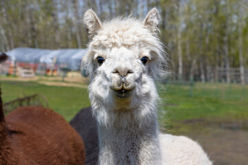 white alpaca face smiling at the camera 