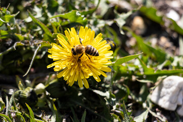 bee on a dandelion flower