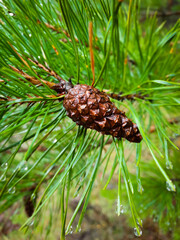 pine cones on a branch